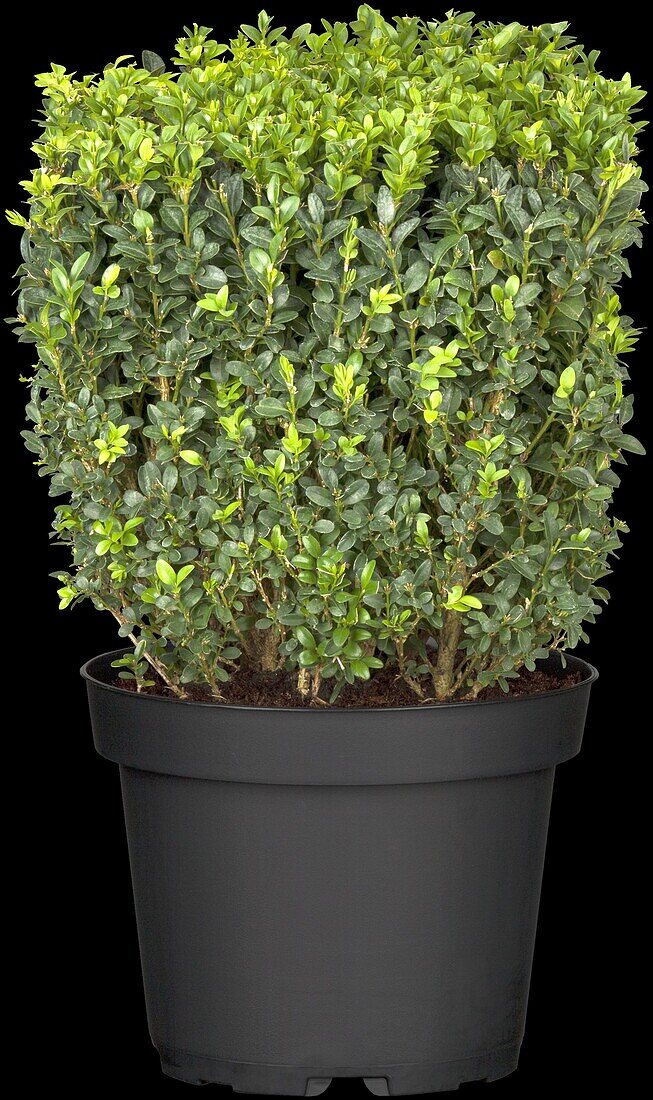 Buxus sempervirens