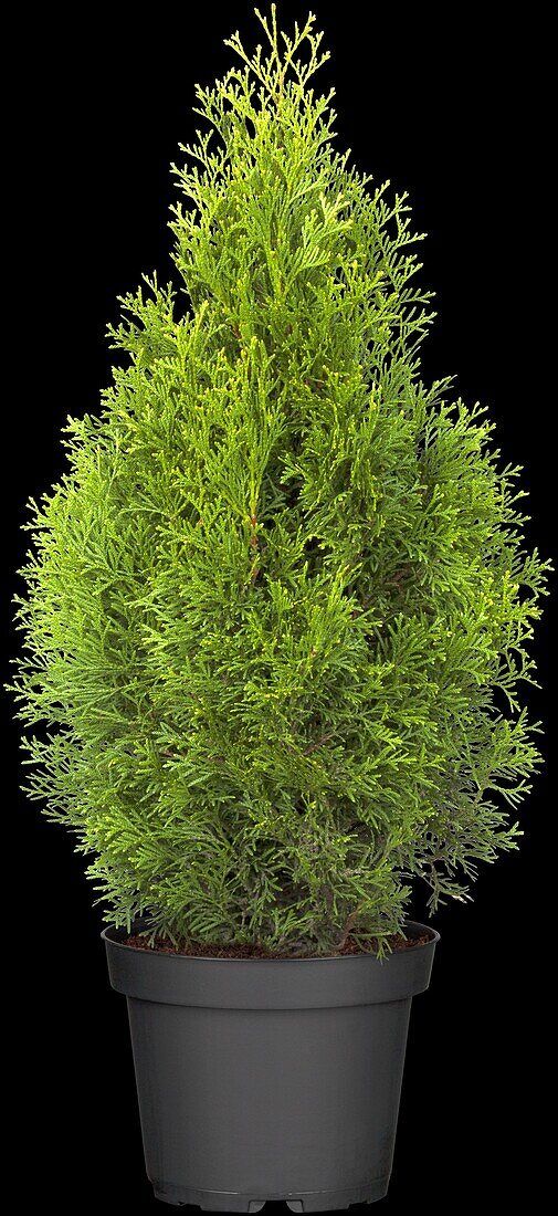 Thuja occidentalis 'Smaragd'