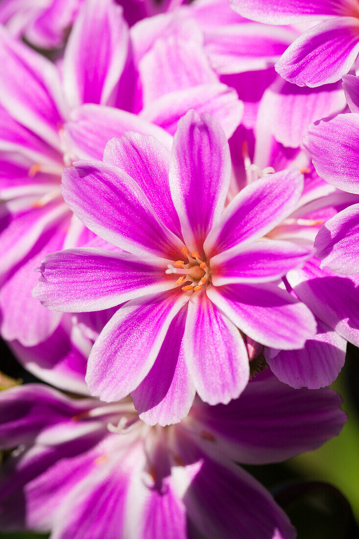 Lewisia cotyledon