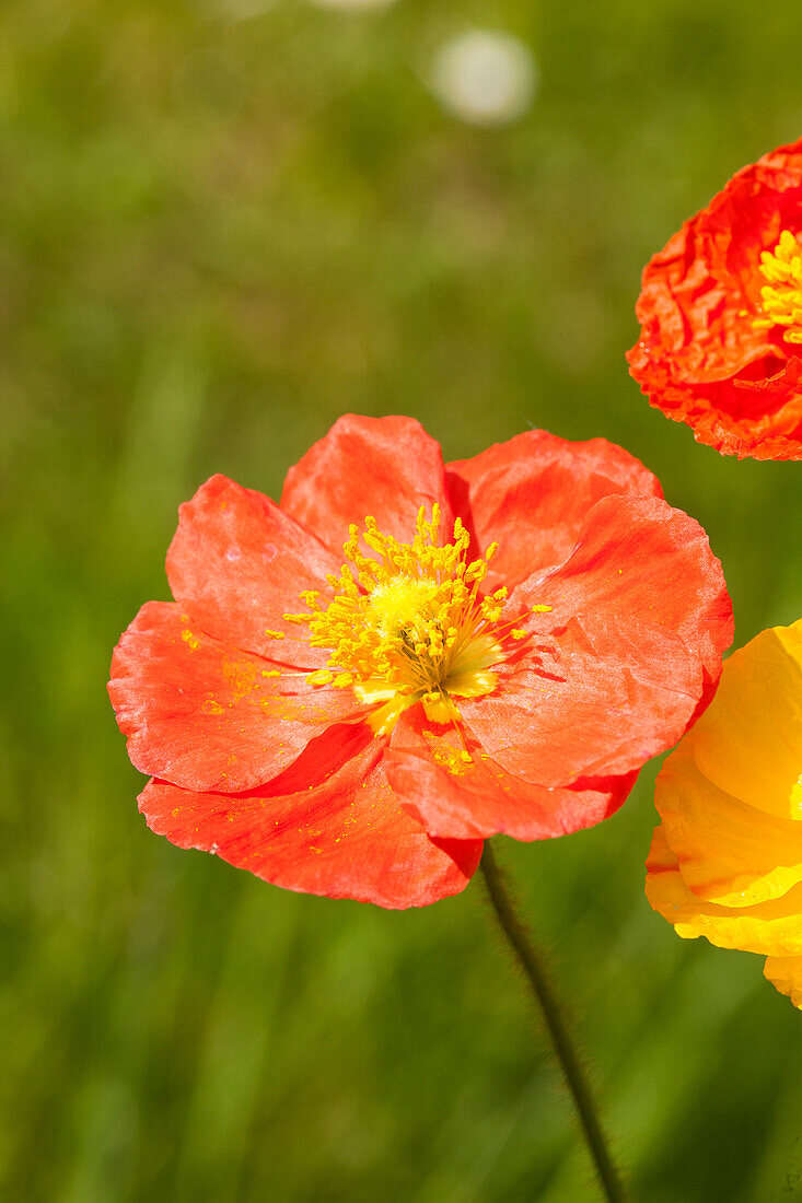 Papaver nudicaule