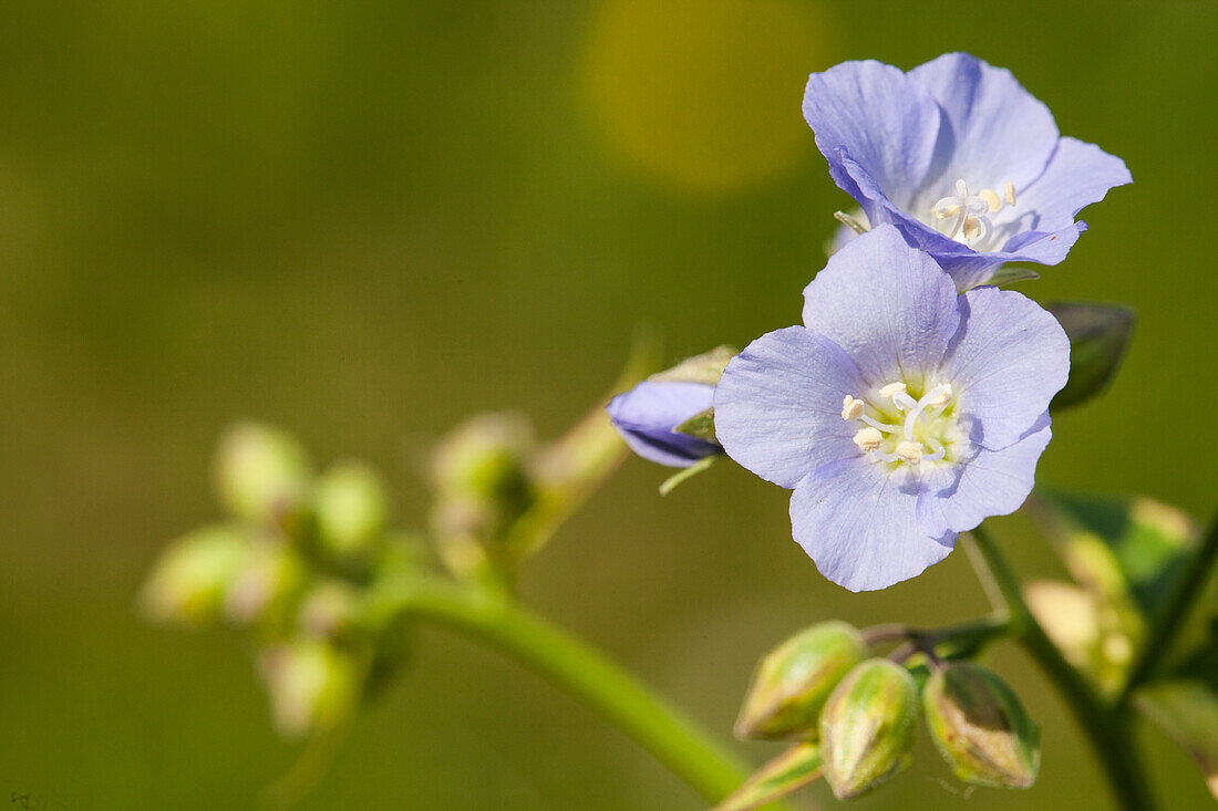 Polemonium reptans 'Stairway to Heaven'®