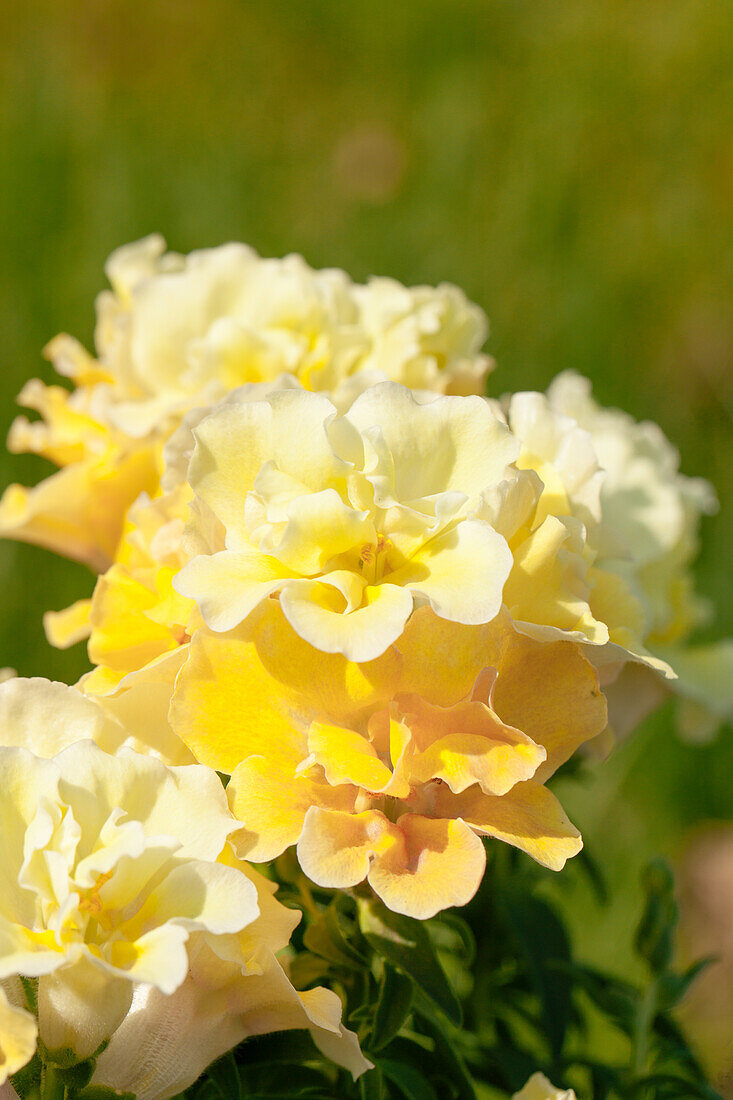 Antirrhinum majus