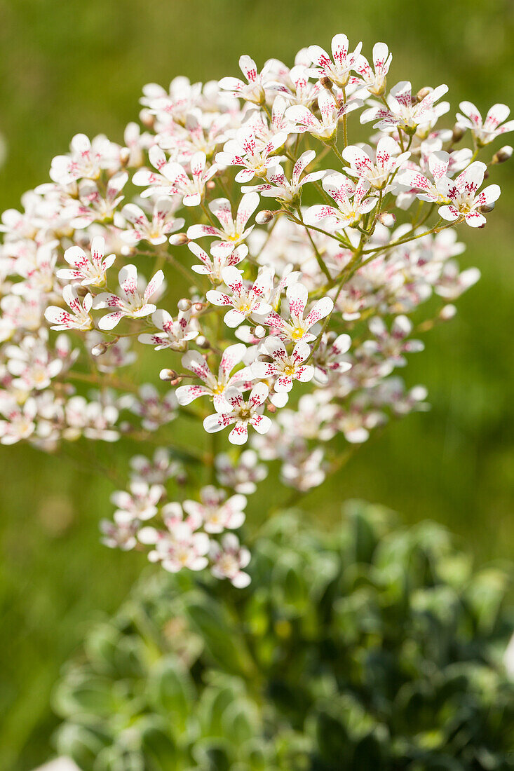 Saxifraga cotyledon Southside Seedling