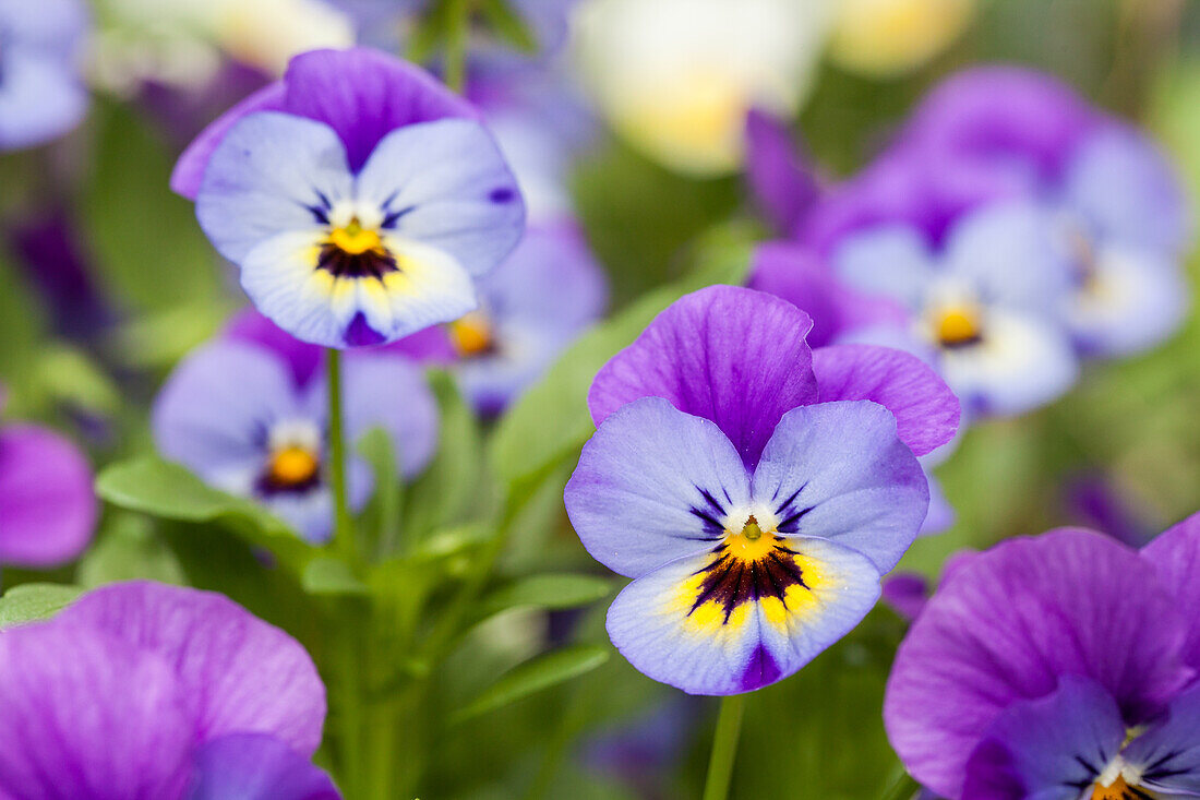 Viola cornuta