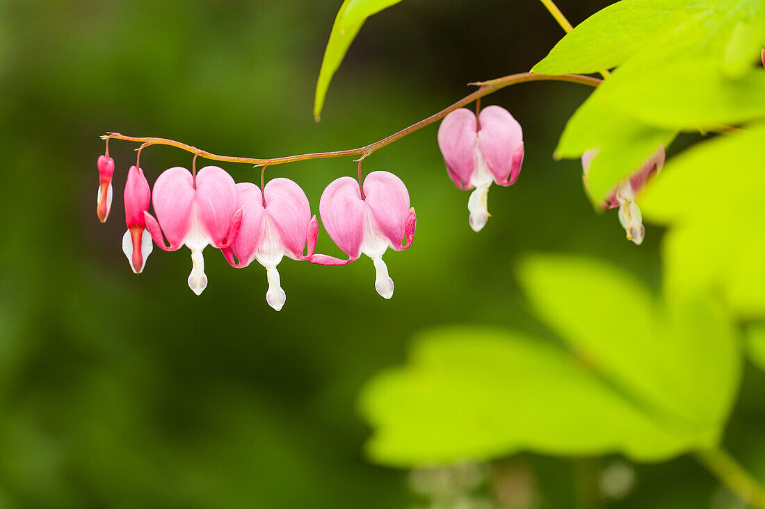 Dicentra spectabilis