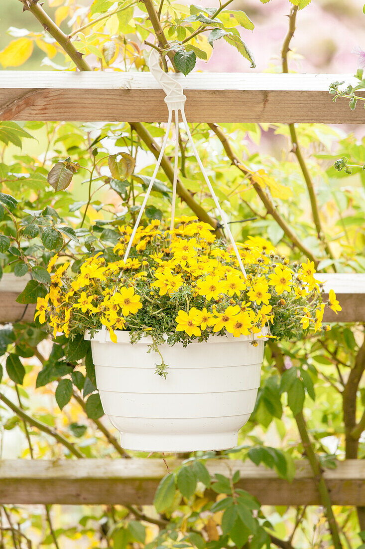 Bidens ferulifolia