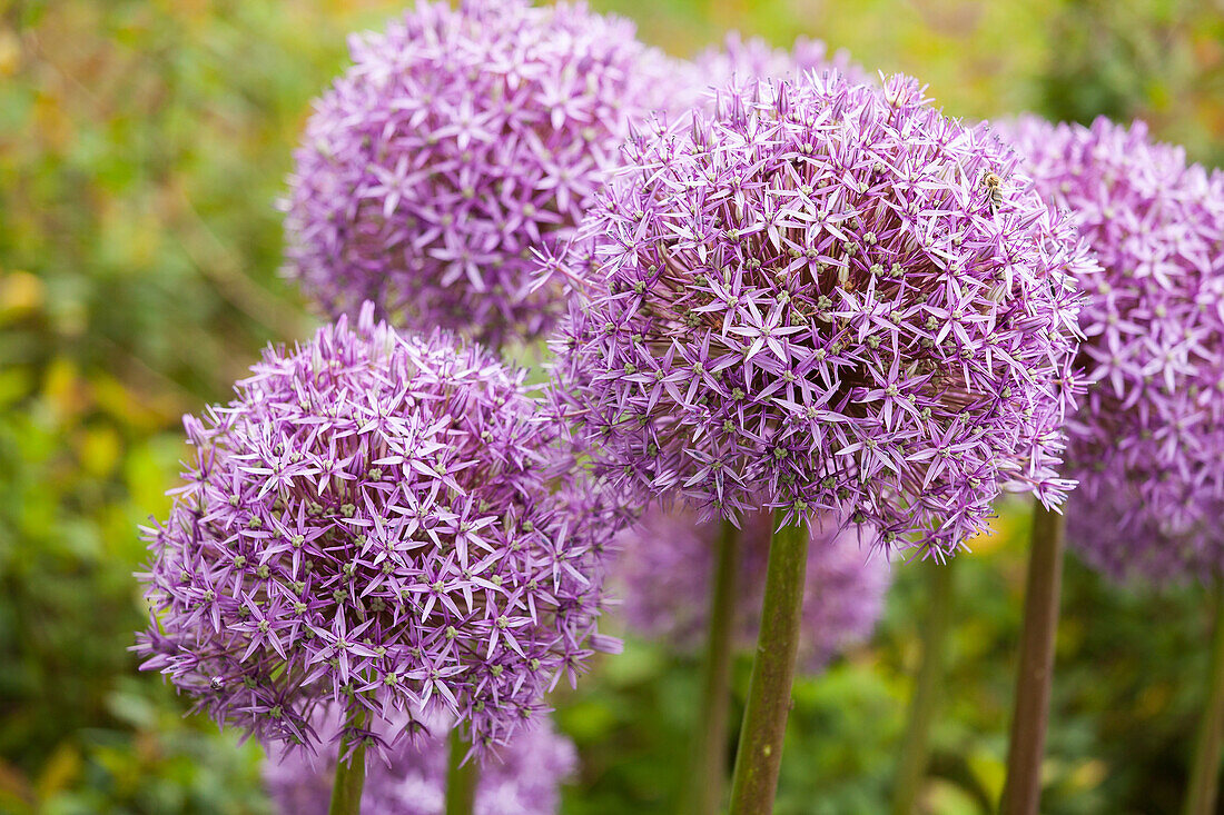 Allium 'Lucy Ball'