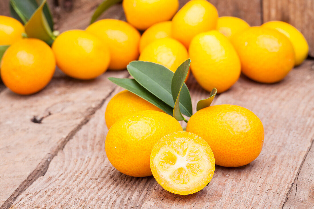 Citrus japonica