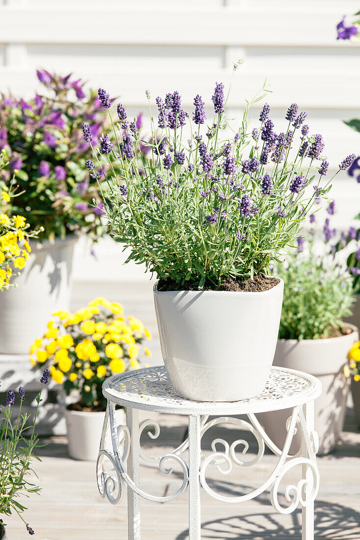 Lavandula angustifolia