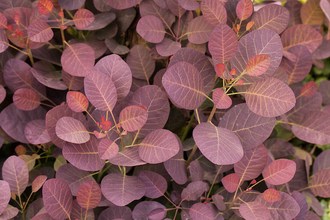 Cotinus coggygria 'Royal Purple'