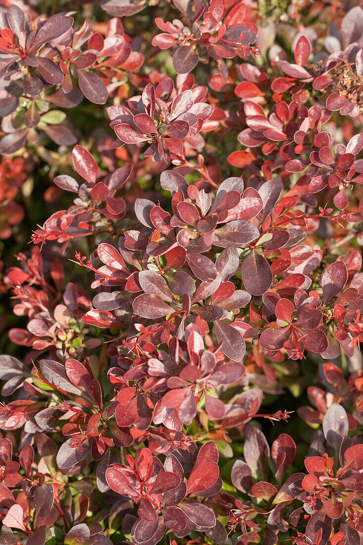 Berberis thunbergii 'Atropurpurea Nana'