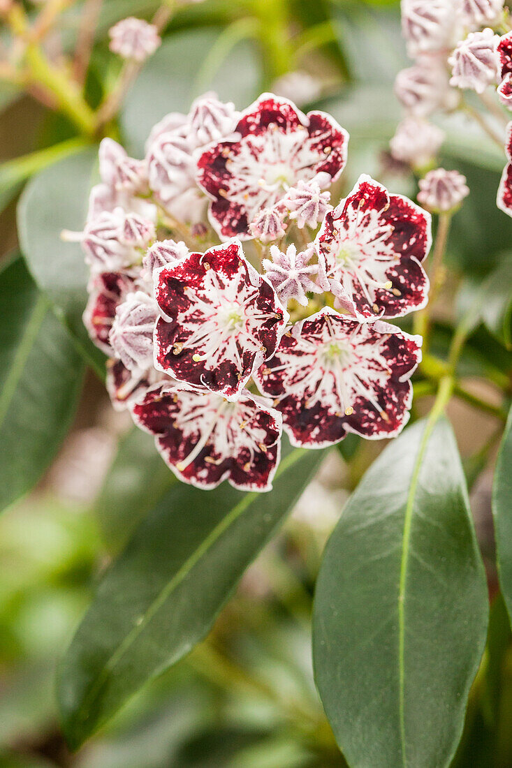 Kalmia latifolia 'Sterntaler'