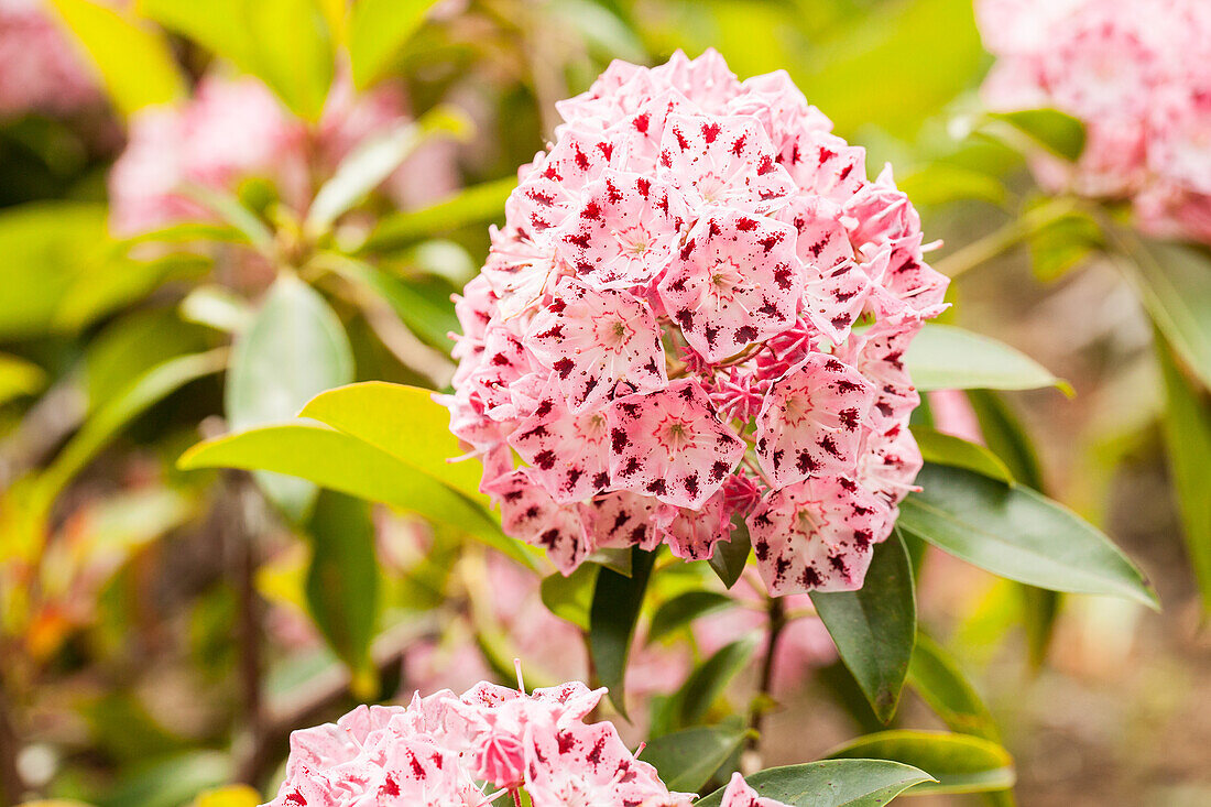 Kalmia latifolia 'Moyland'