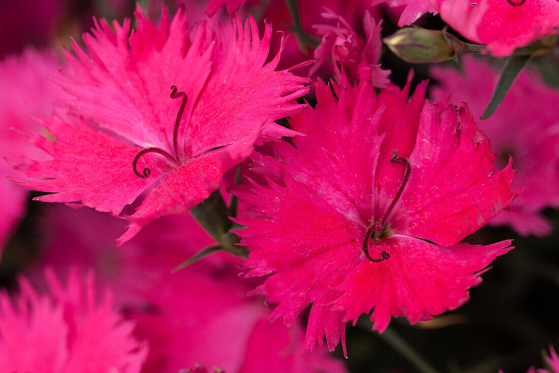 Dianthus gratianopolitanus