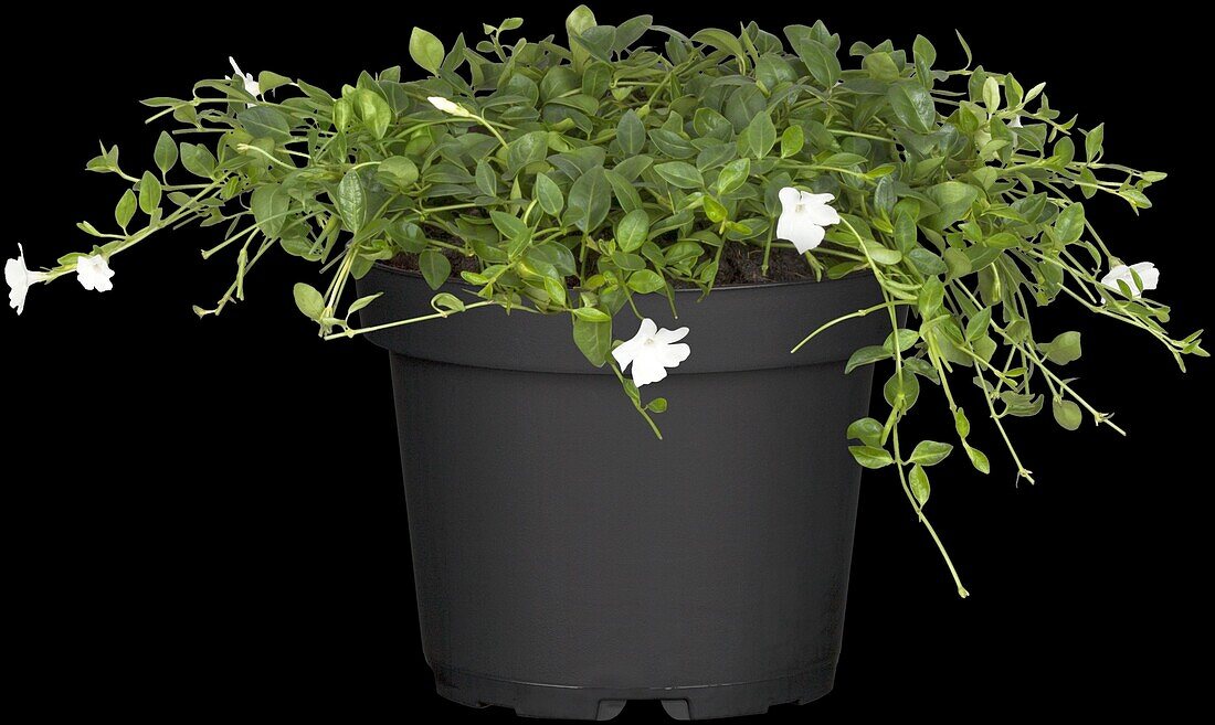 Vinca minor 'Alba'