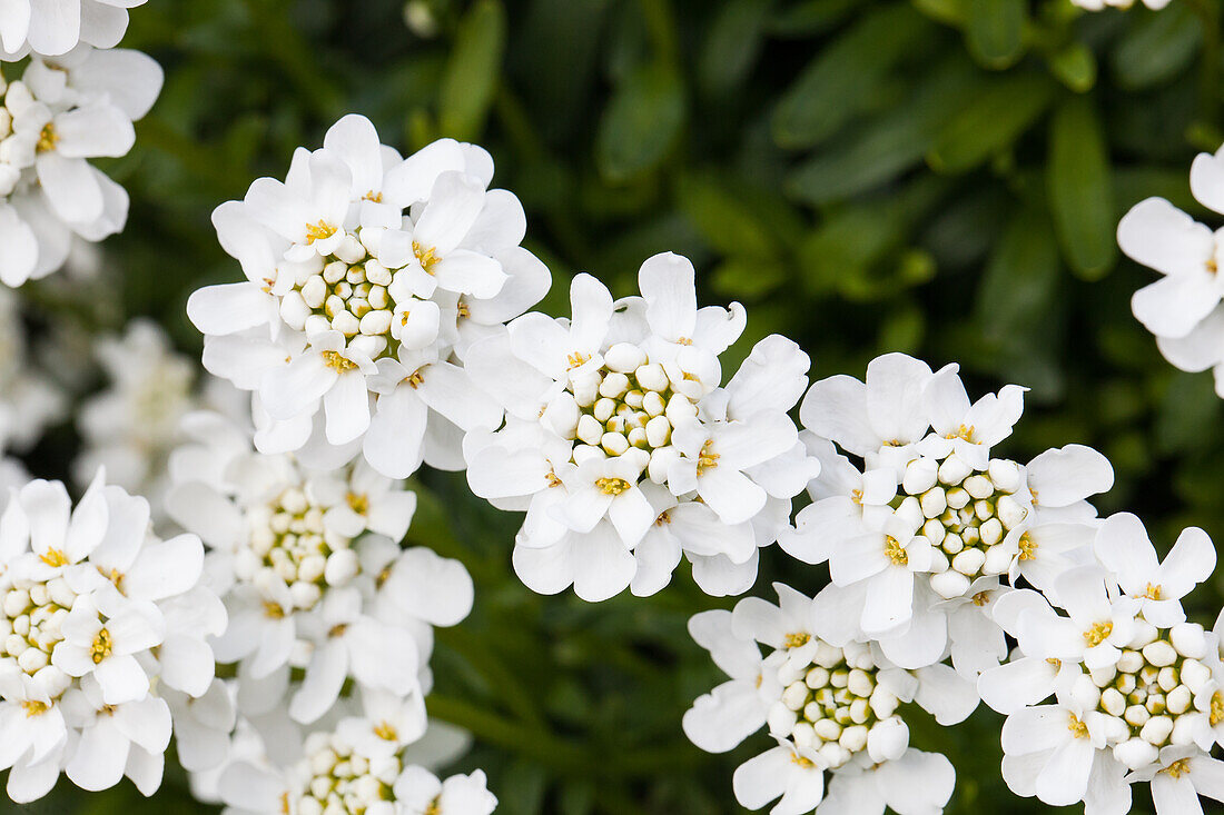 Iberis sempervirens 'Schneeflocke'