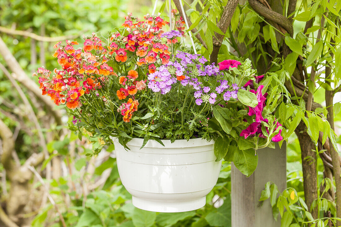 Hanging basket