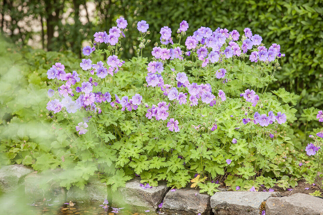 Geranium