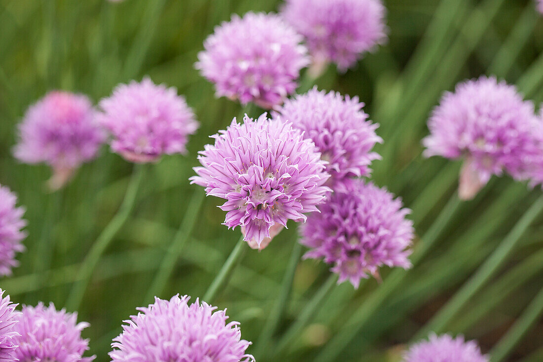 Allium schoenoprasum