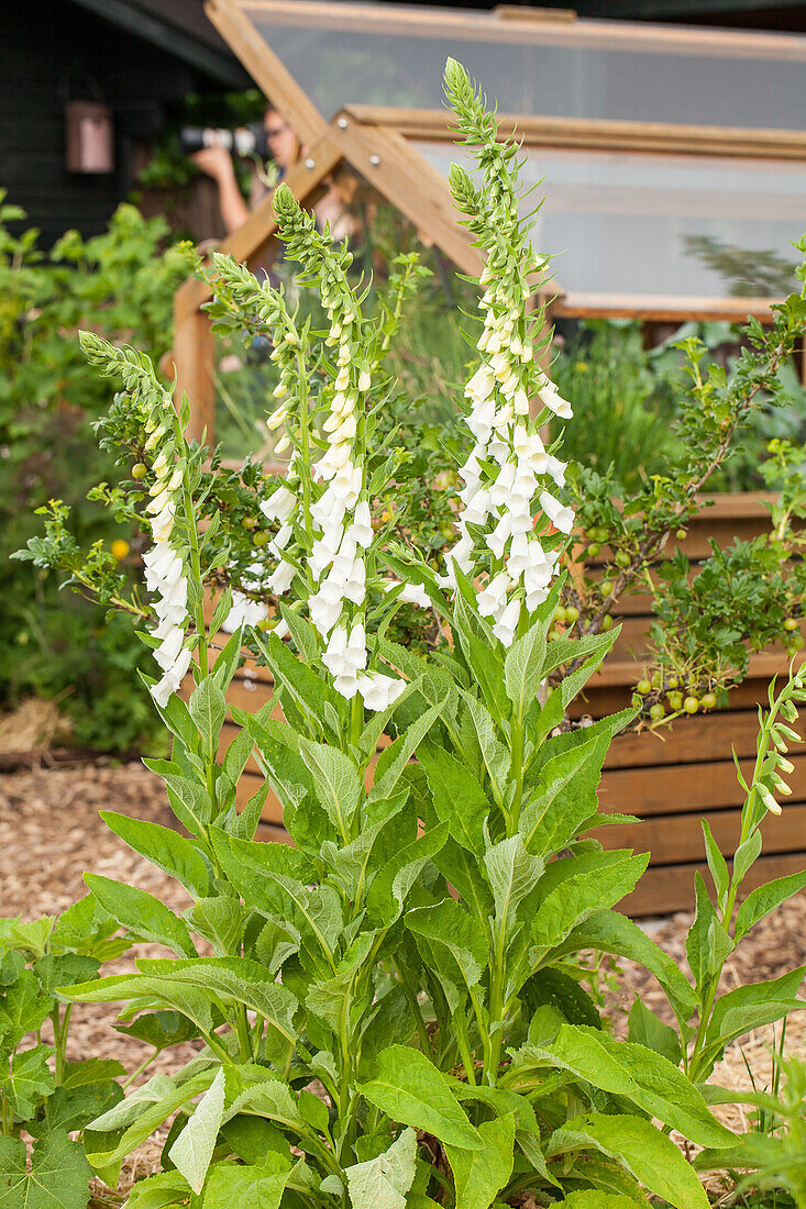 Digitalis purpurea, weiß