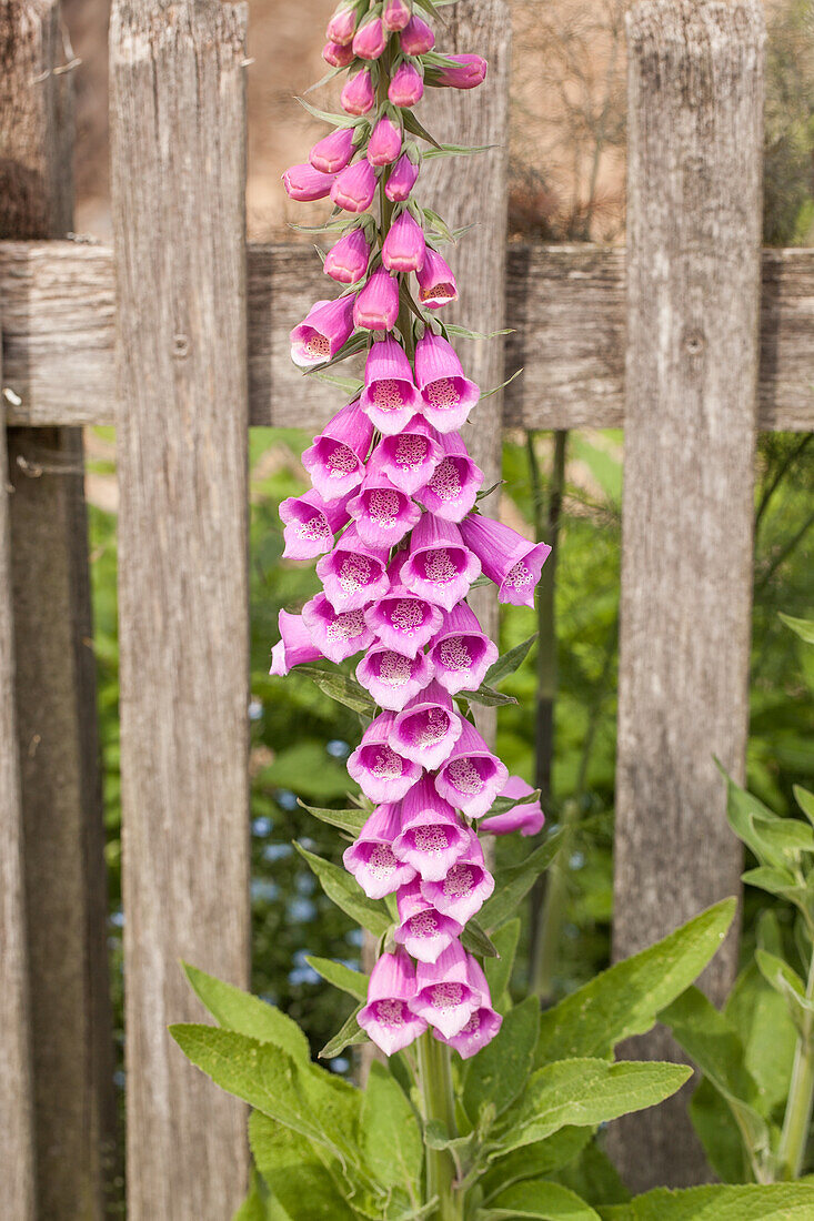 Digitalis purpurea, pink