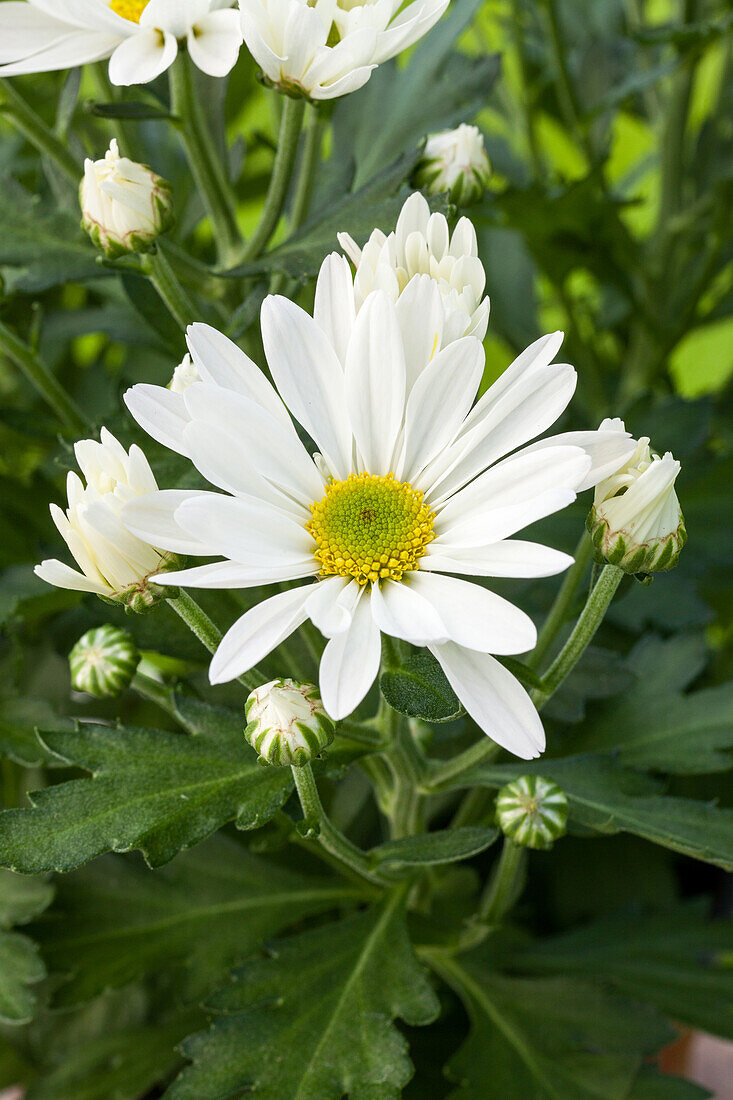 Chrysanthemum indicum, weiß