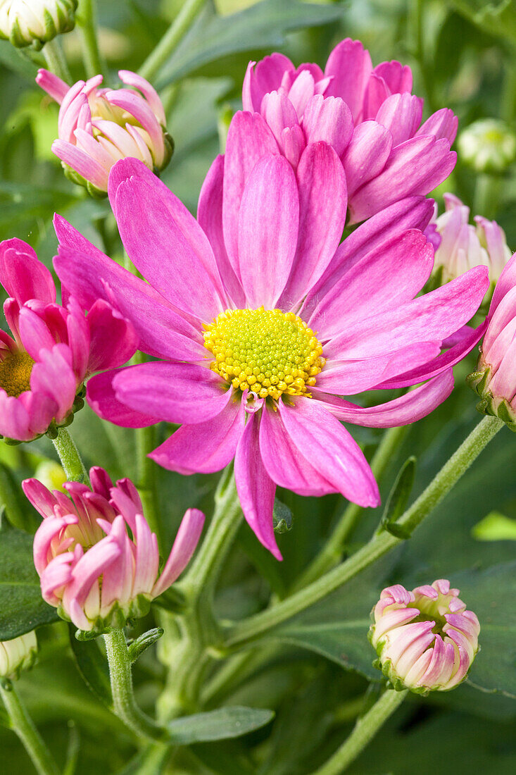 Chrysanthemum x grandiflorum, pink