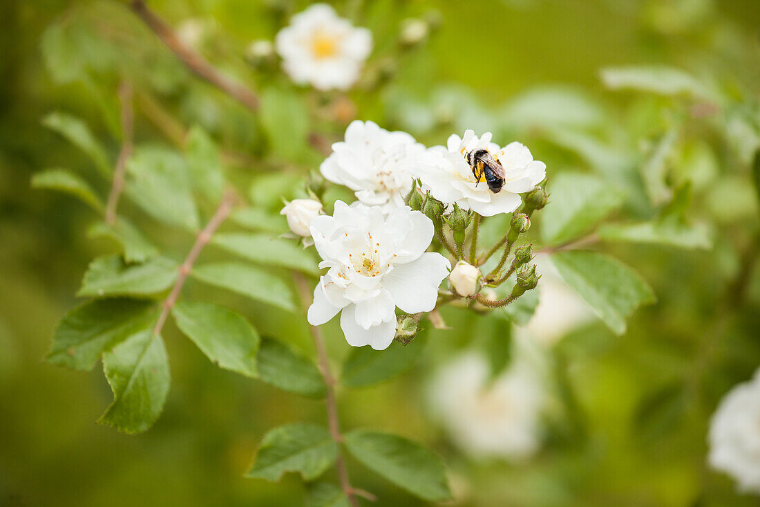 Climbing rose, white