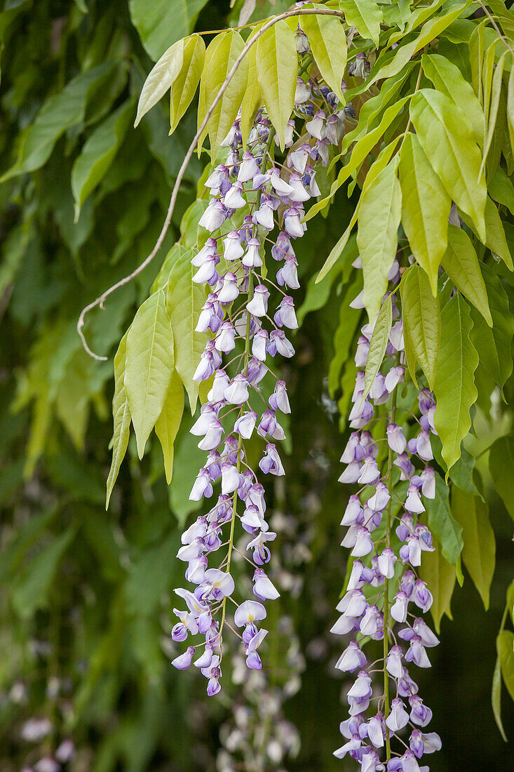 Wisteria sinensis, blau