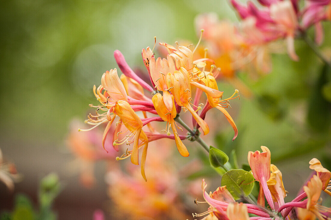 Lonicera