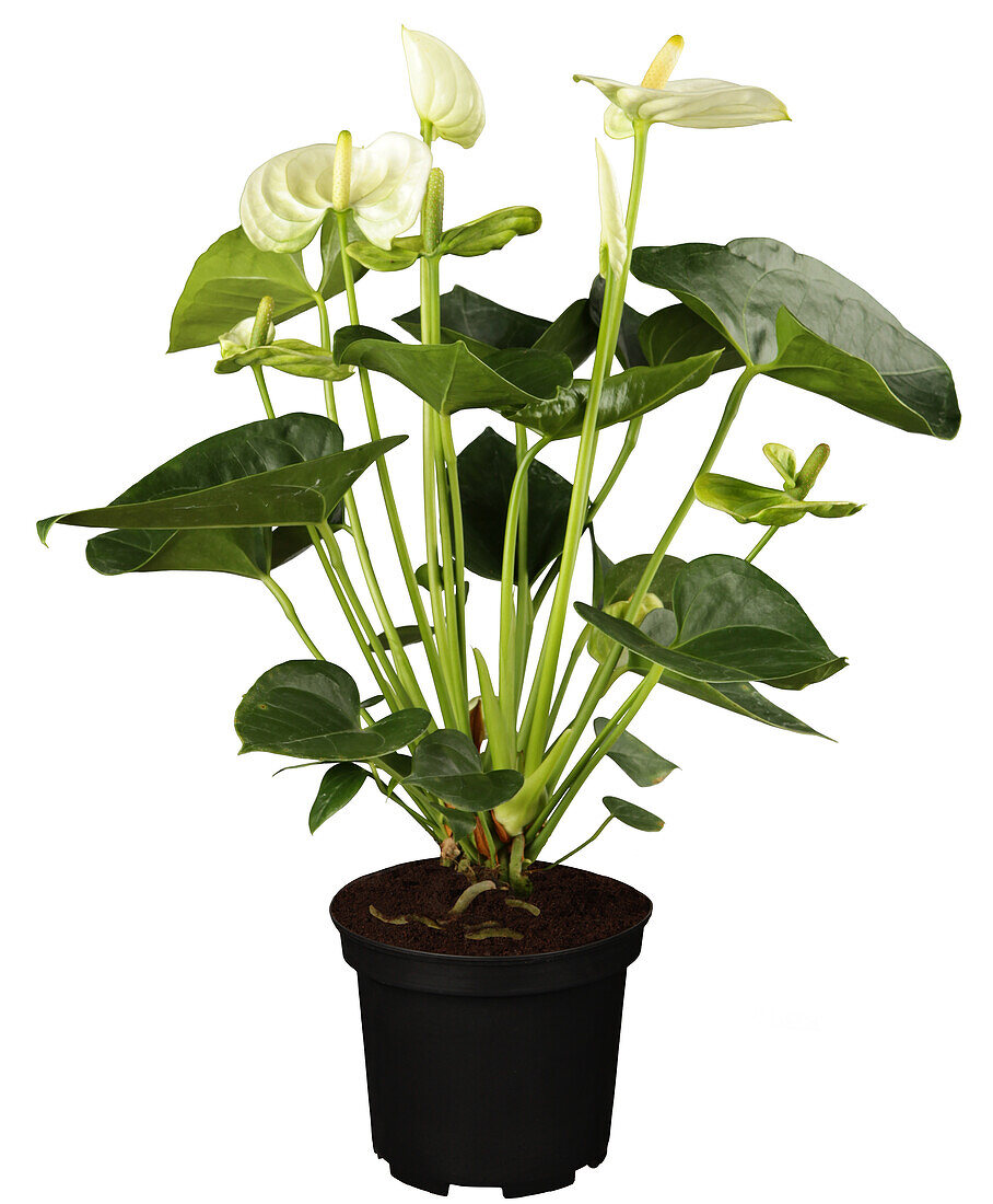 Anthurium x andreanum