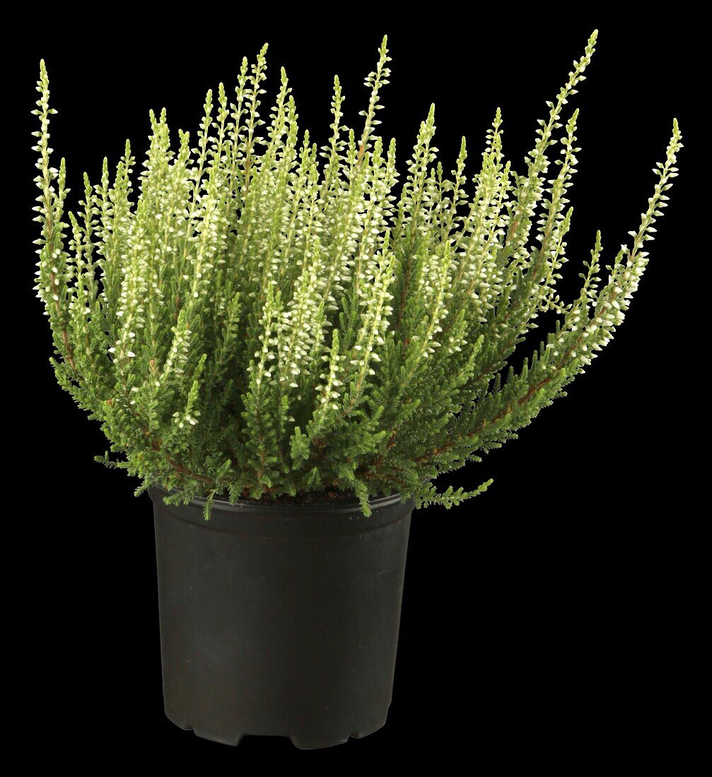 Calluna vulgaris