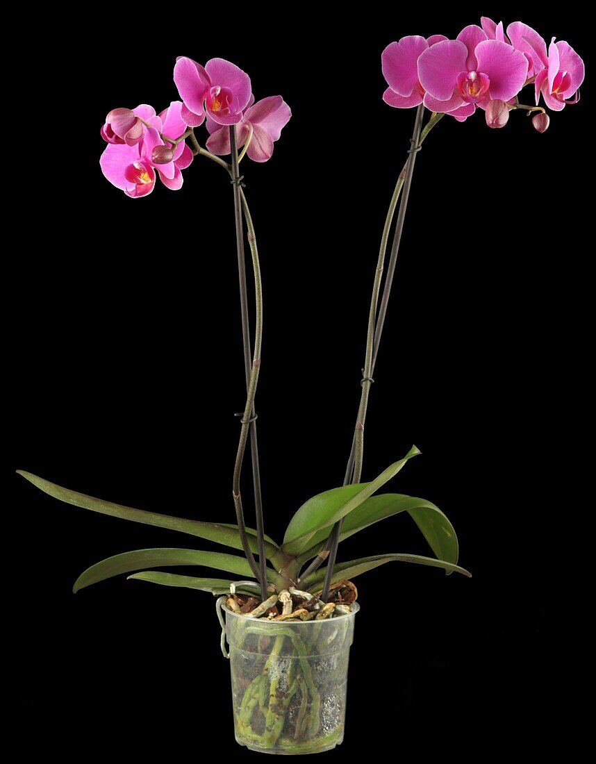 Phalaenopsis