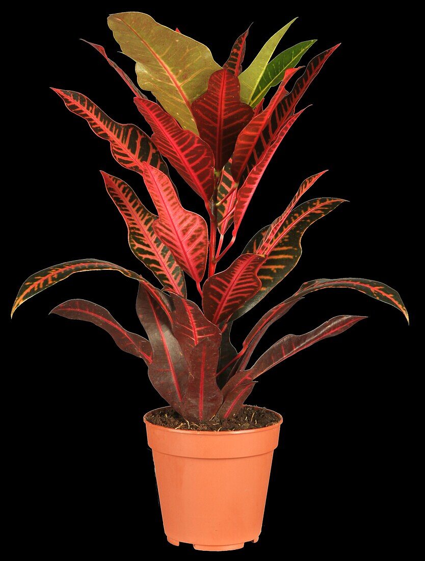 Codiaeum variegatum