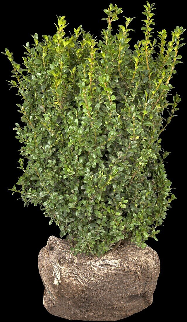 Buxus sempervirens