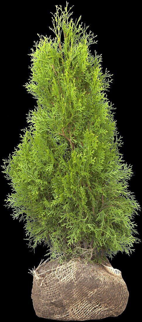 Thuja occidentalis 'Smaragd'