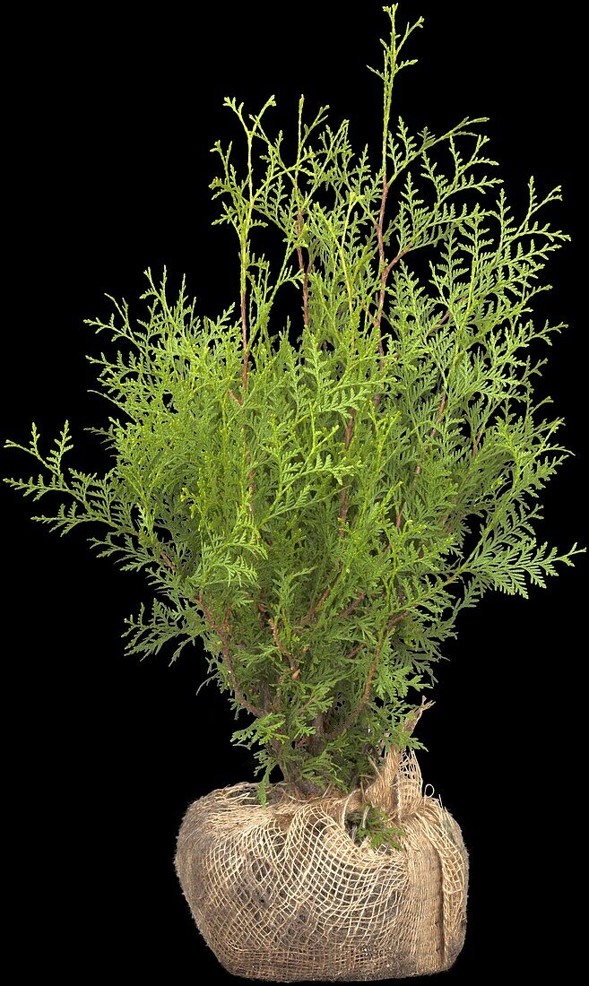 Thuja occidentalis Brabant