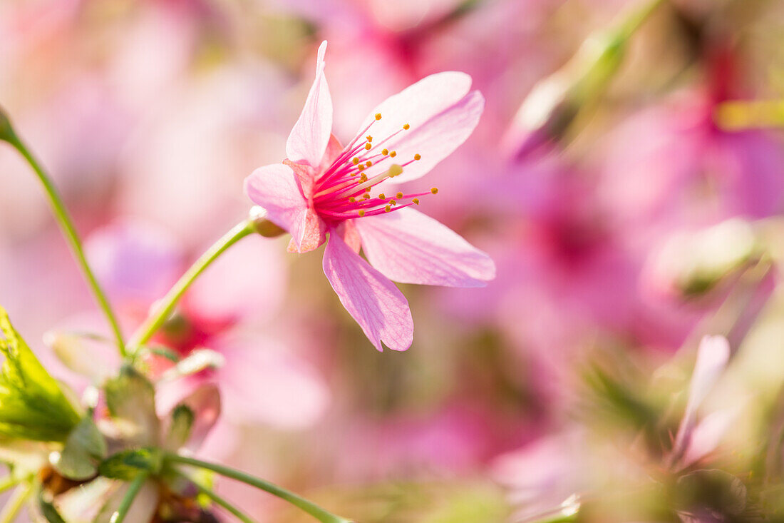 Prunus 'Okame