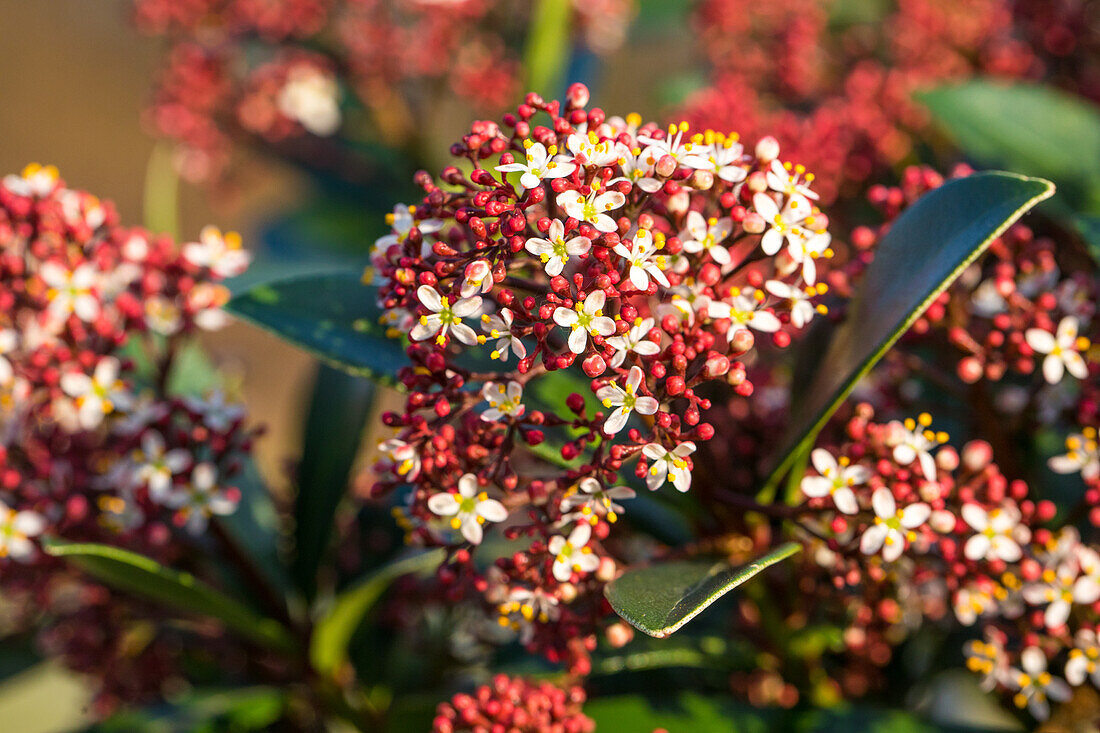 Skimmia japonica