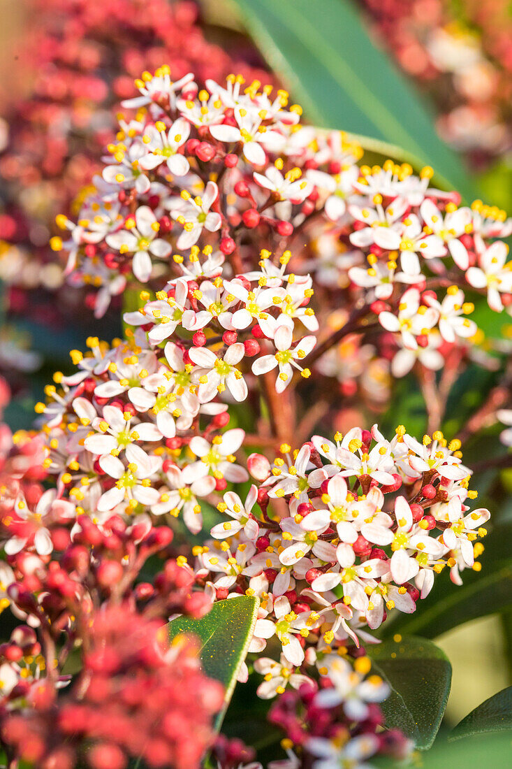 Skimmia japonica