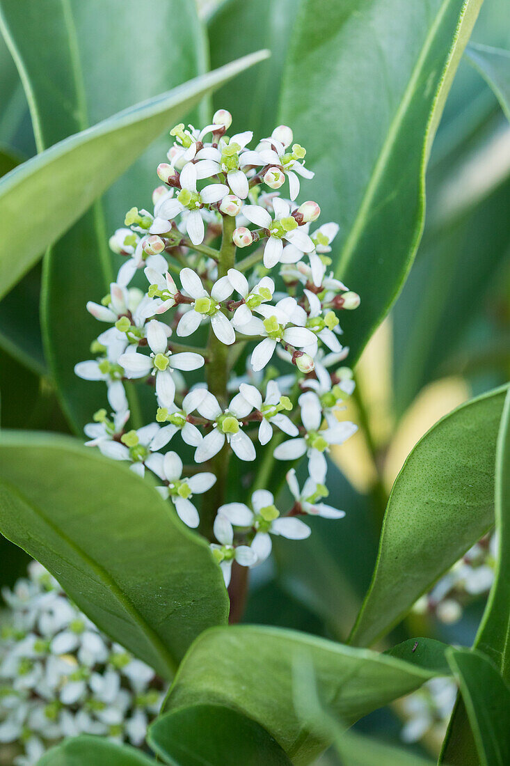 Skimmia japonica