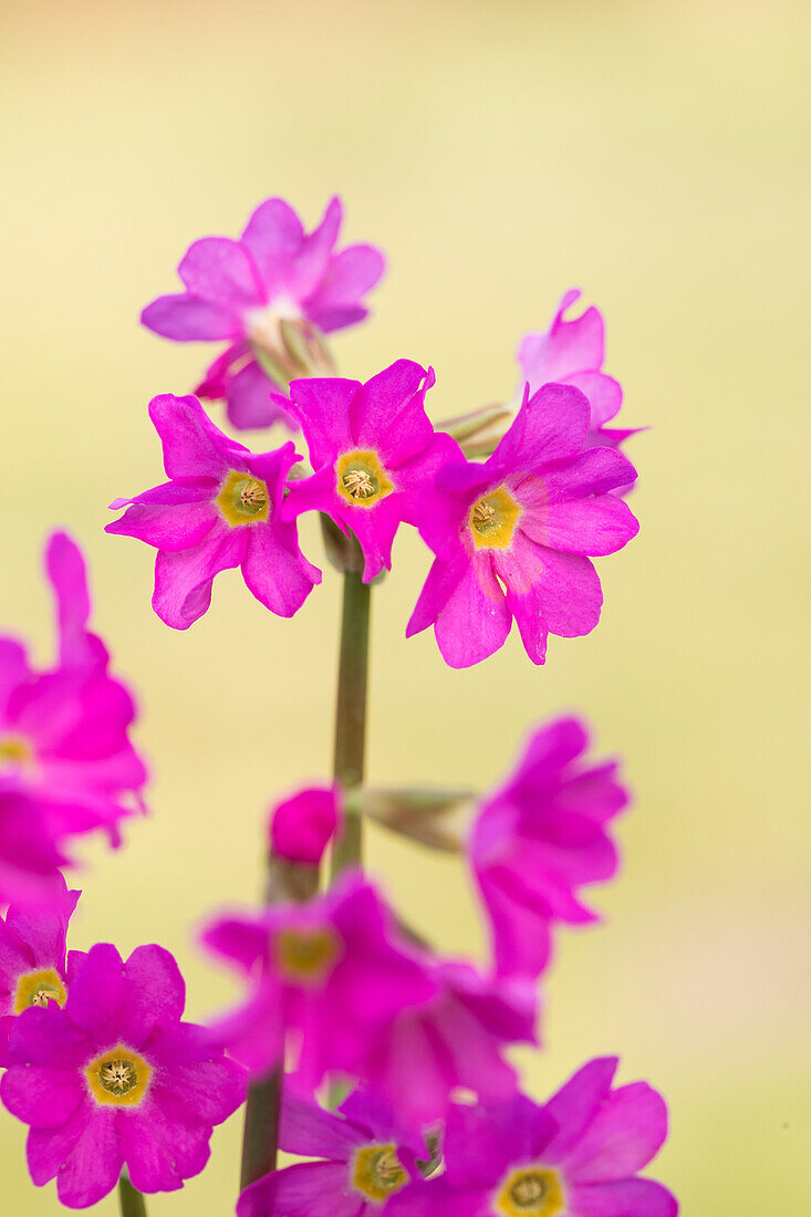 Primula veris