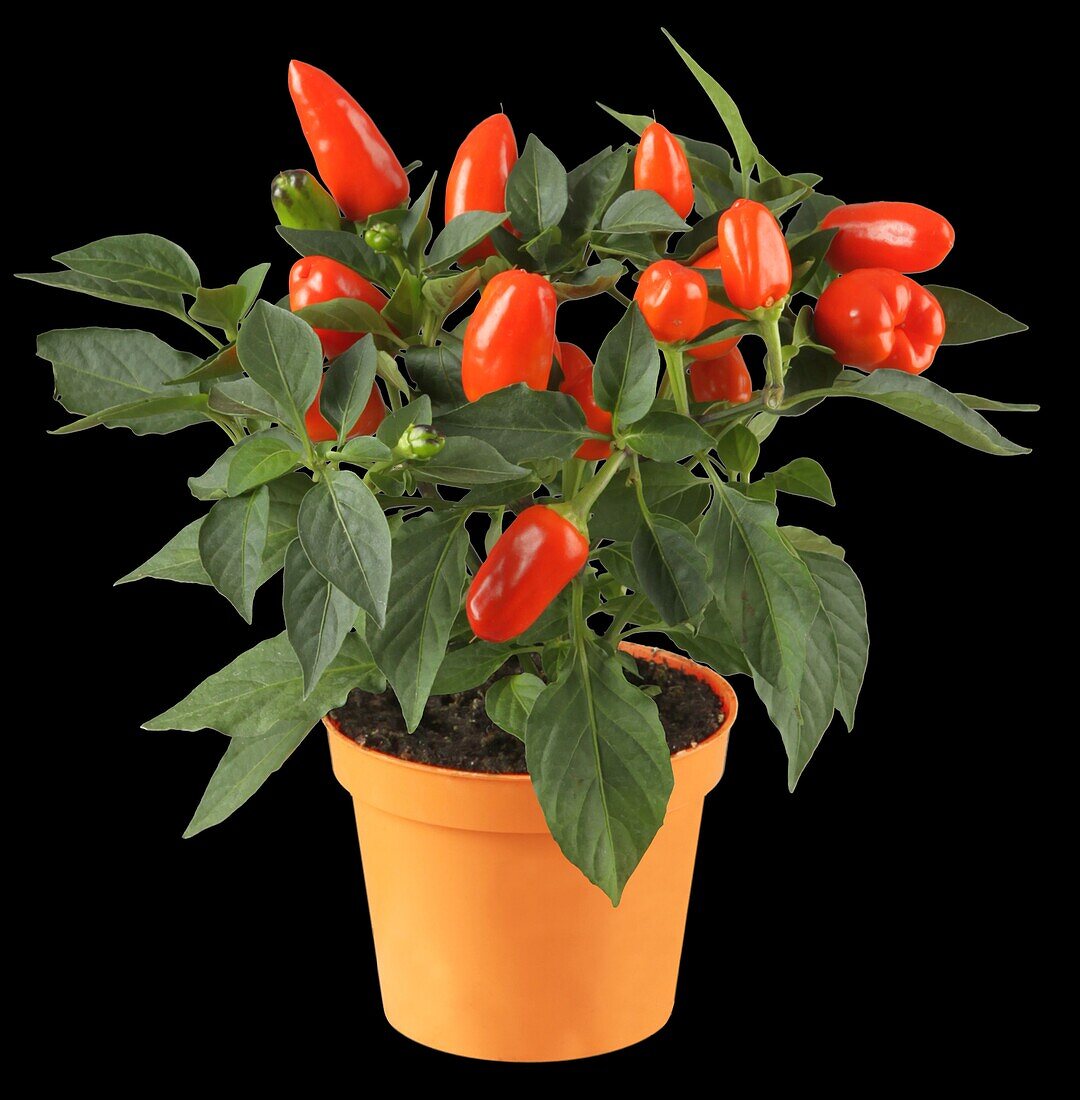 Capsicum annuum