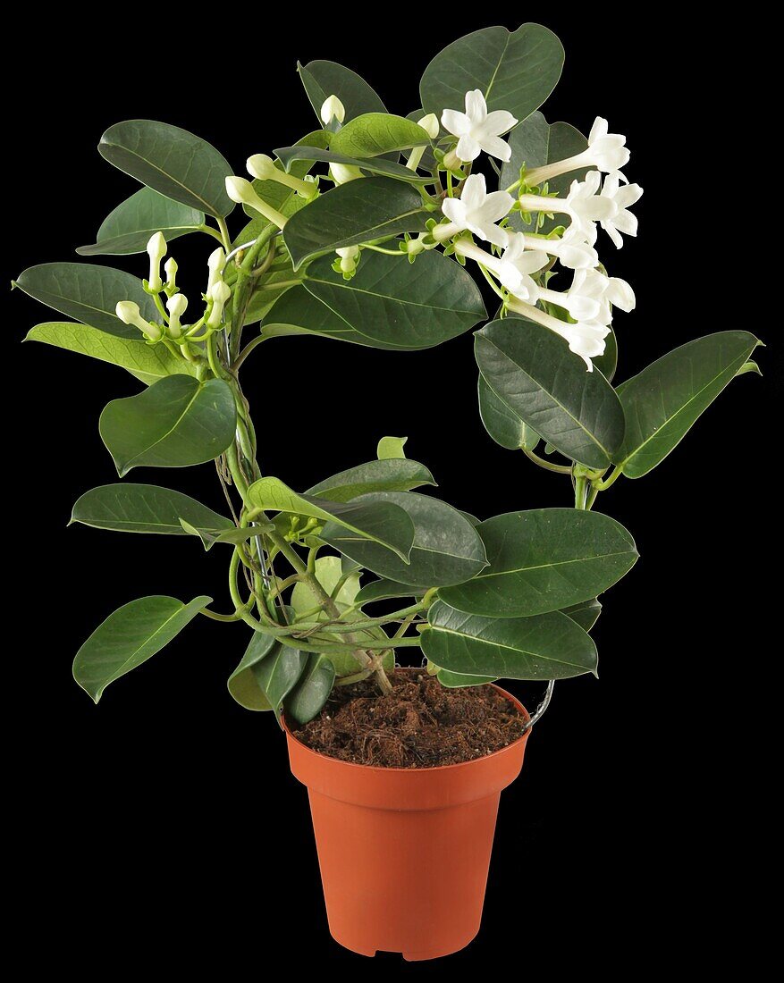 Stephanotis floribunda