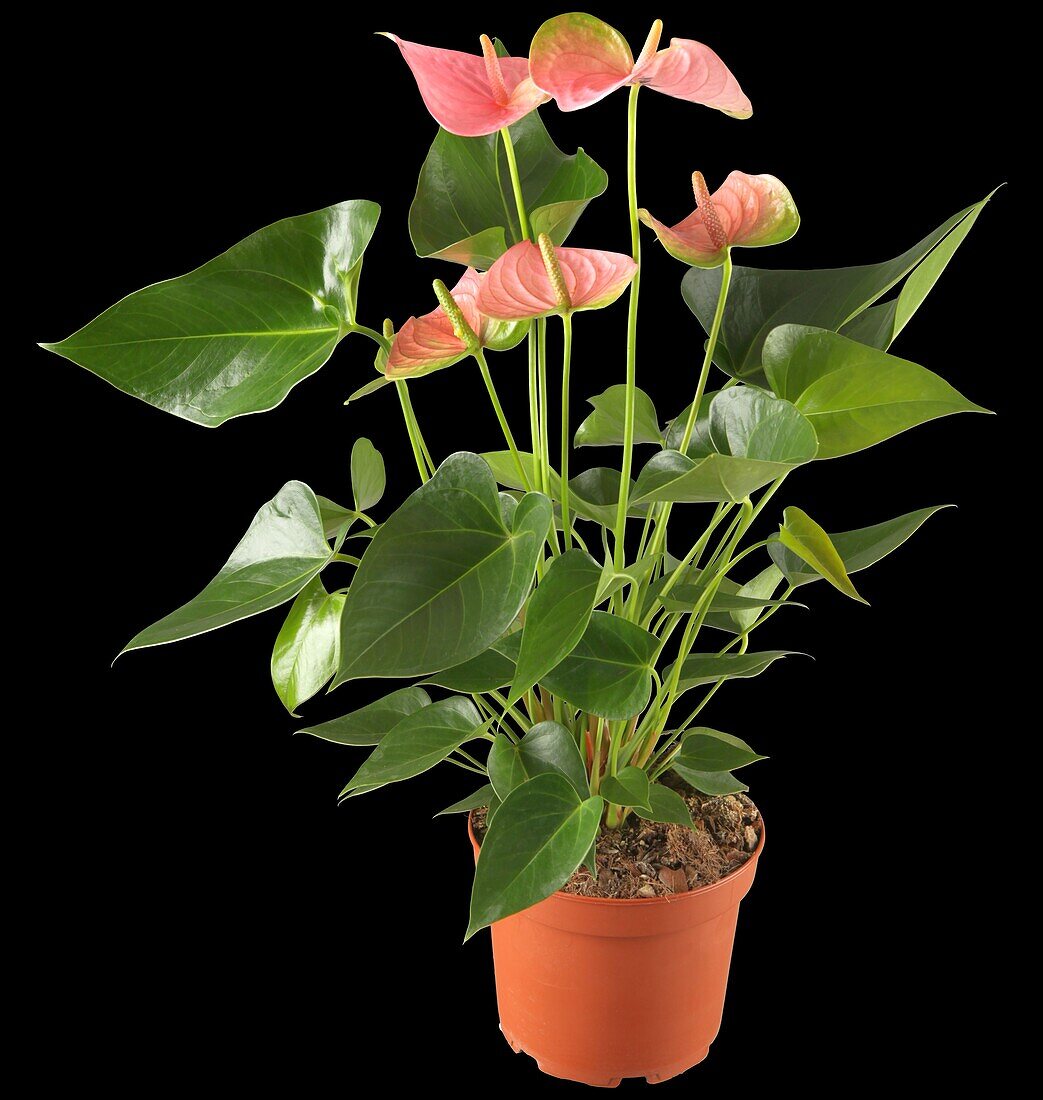 Anthurium x andreanum 'Pandola'