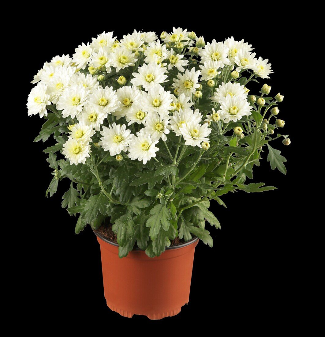 Chrysanthemum indicum 'Garden Mums'