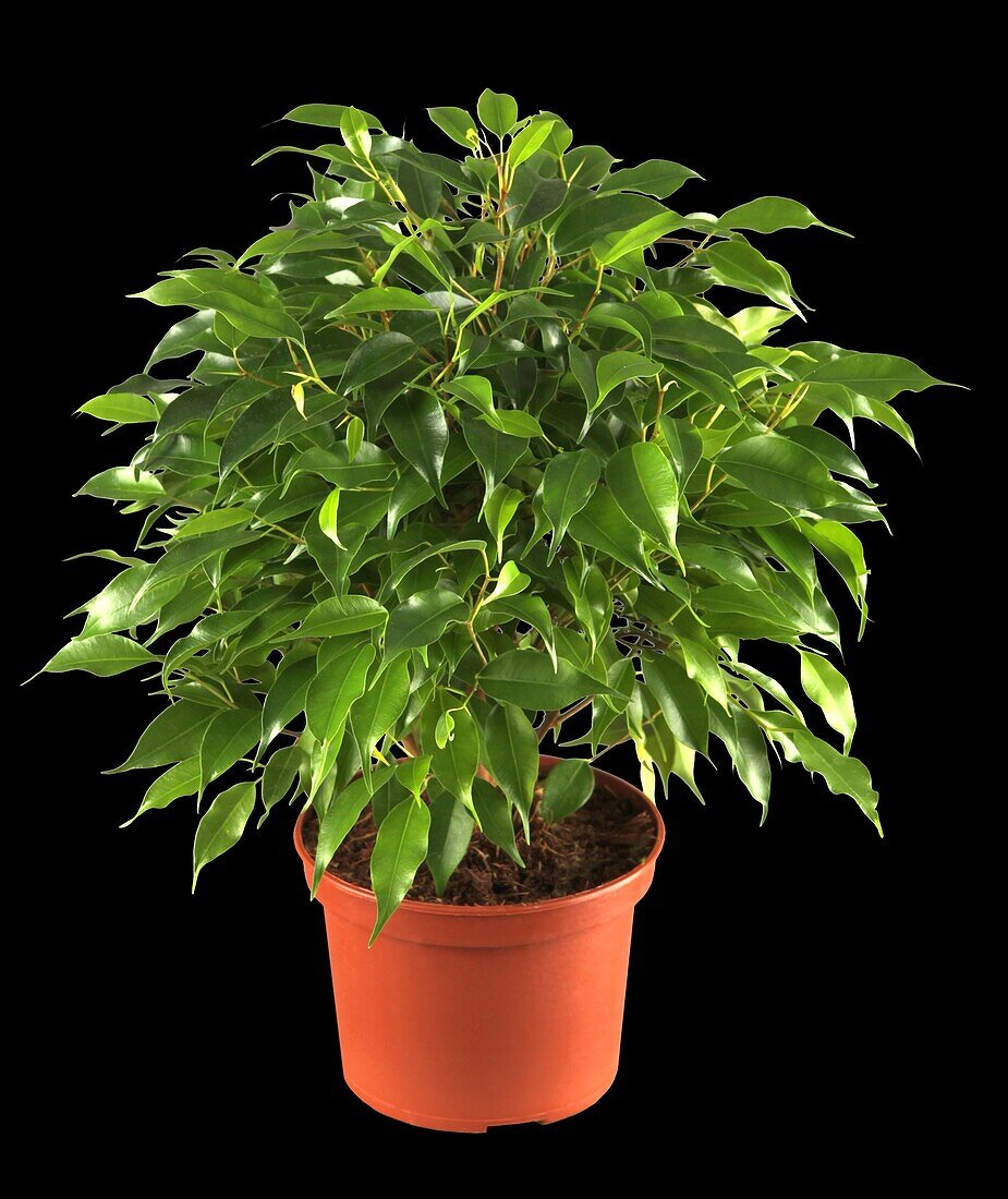 Ficus benjamina 'Green Kinky'