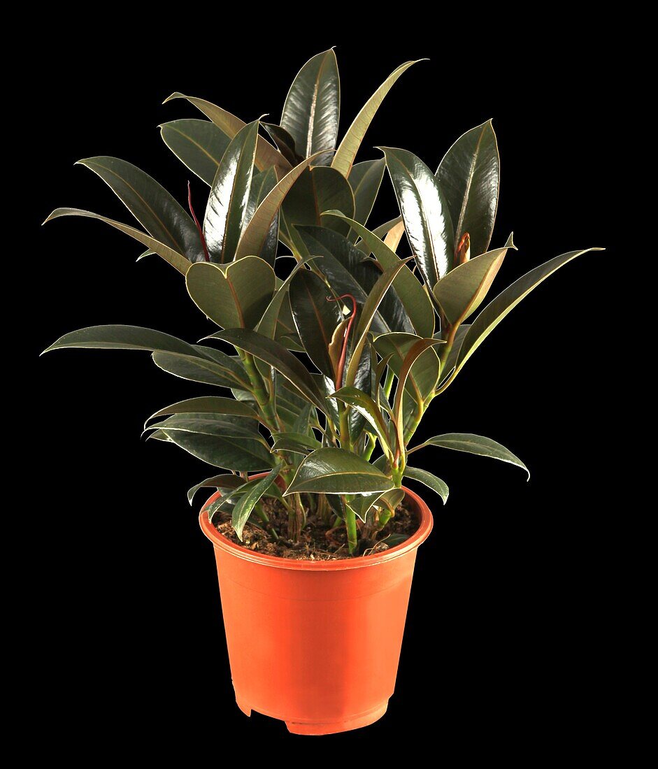 Ficus elastica 'Petite Melany'