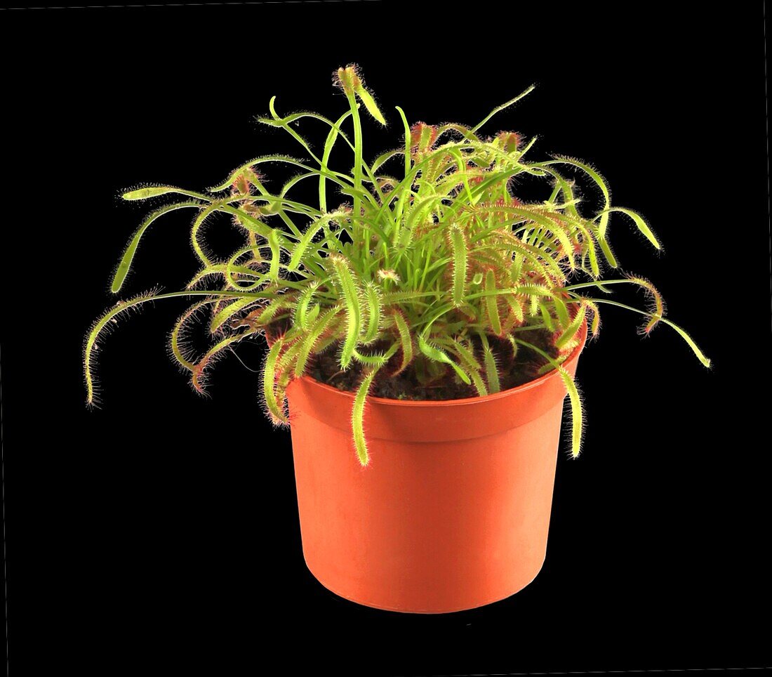 Drosera capensis