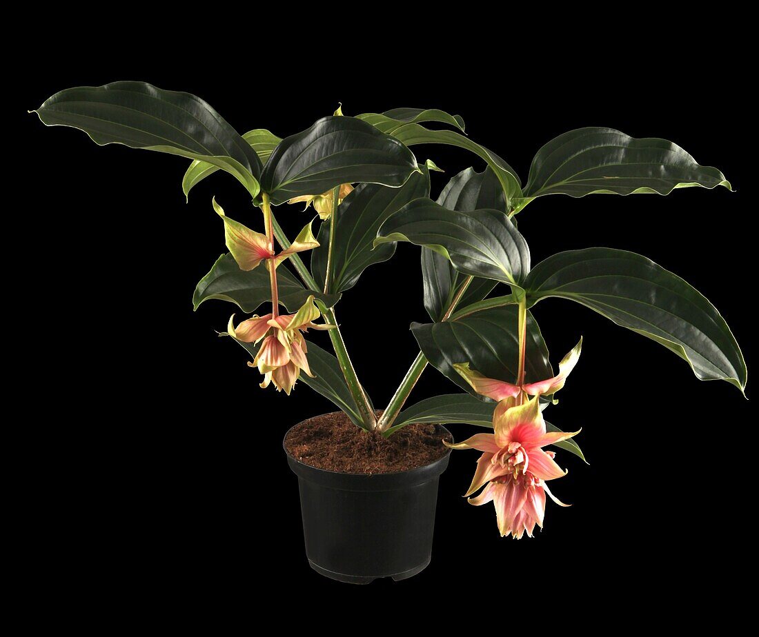 Medinilla magnifica